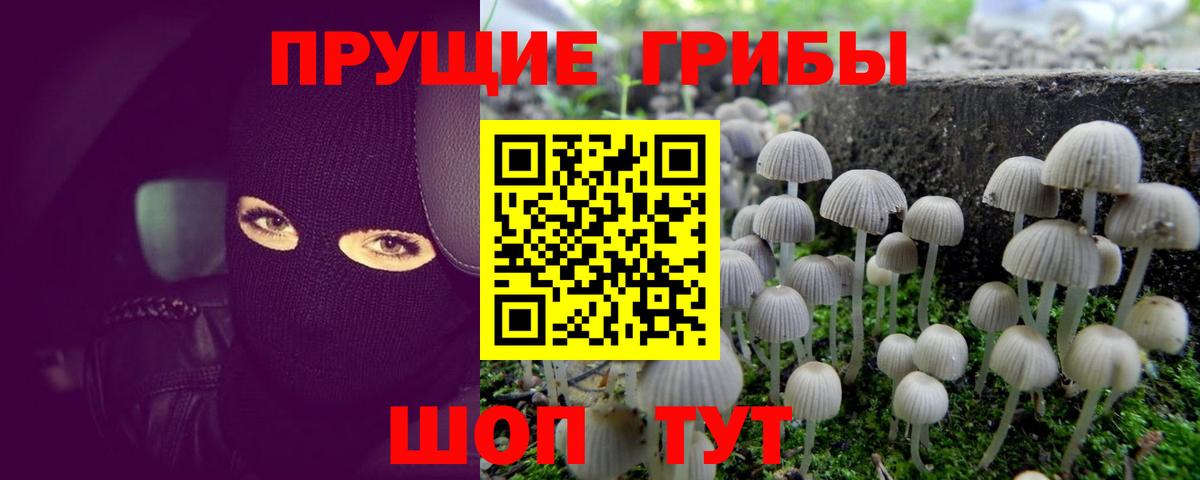 Псилоцибиновые грибы Psilocybine cubensis Абинск